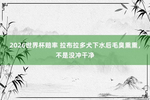 2026世界杯赔率 拉布拉多犬下水后毛臭熏熏，不是没冲干净