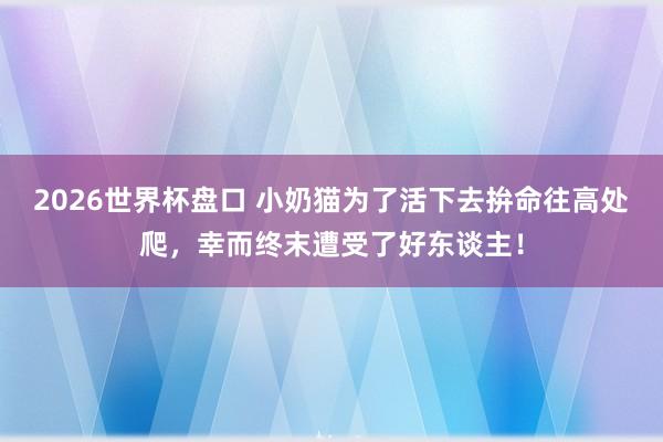 2026世界杯盘口 小奶猫为了活下去拚命往高处爬，幸而终末遭受了好东谈主！