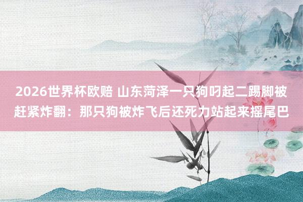 2026世界杯欧赔 山东菏泽一只狗叼起二踢脚被赶紧炸翻：那只狗被炸飞后还死力站起来摇尾巴