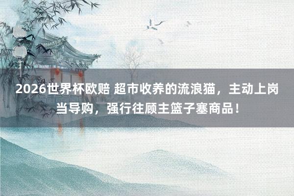 2026世界杯欧赔 超市收养的流浪猫，主动上岗当导购，强行往顾主篮子塞商品！