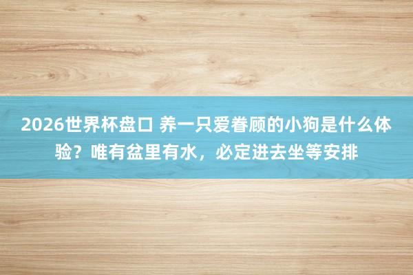 2026世界杯盘口 养一只爱眷顾的小狗是什么体验?唯有盆里有水,必定进去坐等安排