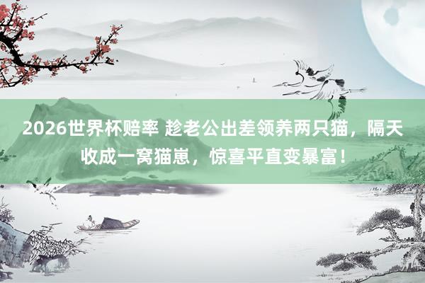 2026世界杯赔率 趁老公出差领养两只猫，隔天收成一窝猫崽，惊喜平直变暴富！