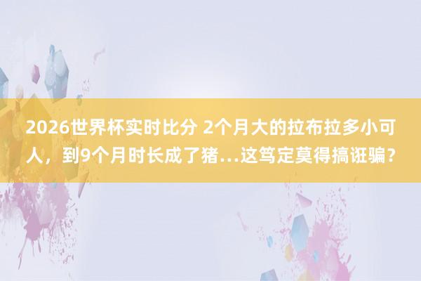 2026世界杯实时比分 2个月大的拉布拉多小可人,到9个月时长成了猪…这笃定莫得搞诳骗?