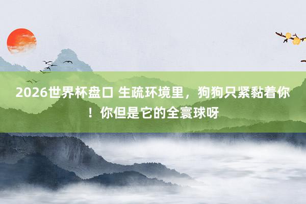 2026世界杯盘口 生疏环境里,狗狗只紧黏着你!你但是它的全寰球呀