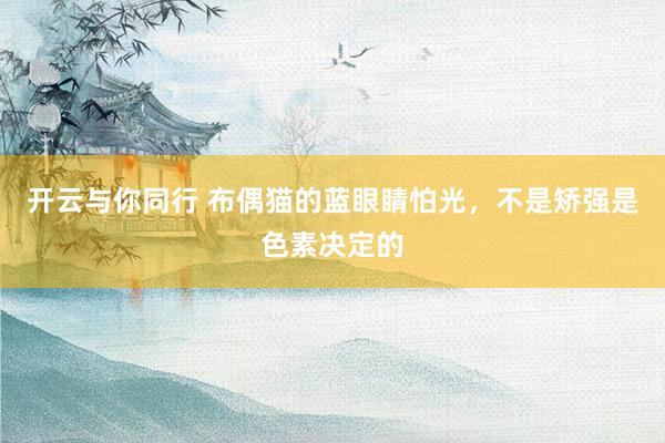 开云与你同行 布偶猫的蓝眼睛怕光，不是矫强是色素决定的
