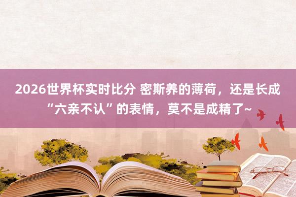 2026世界杯实时比分 密斯养的薄荷，还是长成“六亲不认”的表情，莫不是成精了~