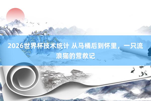 2026世界杯技术统计 从马桶后到怀里，一只流浪猫的营救记