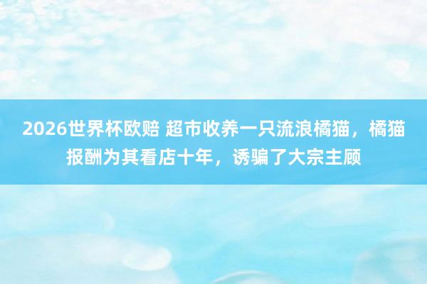 2026世界杯欧赔 超市收养一只流浪橘猫，橘猫报酬为其看店十年，诱骗了大宗主顾