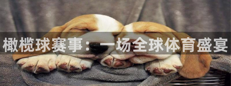 米兰体育入口：橄榄球赛事：一场全球体育盛宴